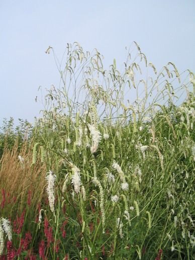Sanguisorba tenuifolia Alba- brūnvālīte